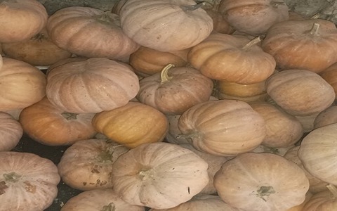 تصویر 4 از خرید و فروش کدو حلوایی شیرین با شرایط فوق العاده