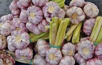 تصویر 1 از قیمت خرید سیر همدان تازه + فروش ویژه