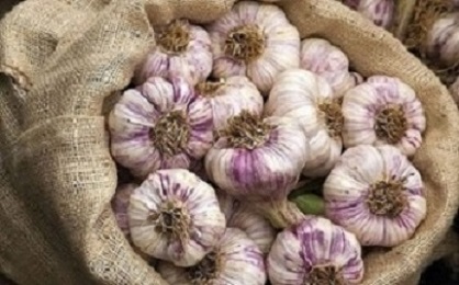 تصویر 1 از قیمت خرید سیر همدان خشک + فروش ویژه