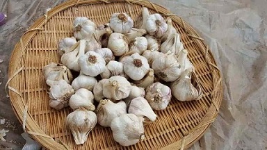تصویر 1 از قیمت خرید سیر همدان درجه یک + فروش ویژه