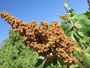 تصویر 3 از قیمت خرید سماق خوشه ای قرمز + فروش ویژه