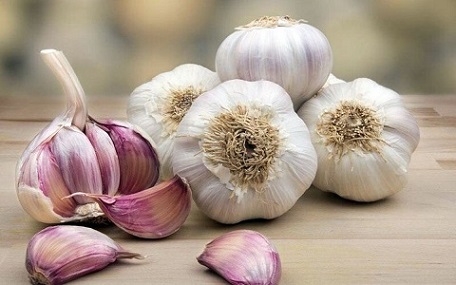 تصویر 3 از قیمت خرید سیر همدان تند + فروش ویژه
