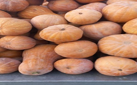 تصویر 2 از خرید کدو حلوایی کوچک + قیمت فروش استثنایی