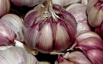 تصویر 2 از قیمت خرید سیر همدان درشت + فروش ویژه