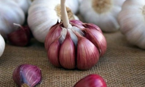 تصویر 2 از قیمت خرید سیر همدان بنفش + فروش ویژه
