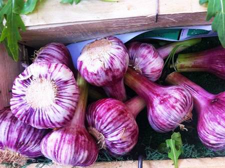 تصویر 3 از قیمت خرید سیر همدان بنفش + فروش ویژه