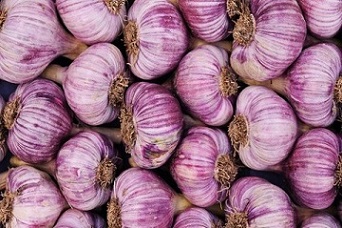 تصویر 1 از قیمت خرید سیر همدان بنفش + فروش ویژه