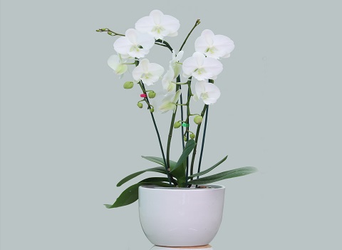 تصویر 1 از قیمت خرید گل آپارتمانی ارکیده + فروش ویژه