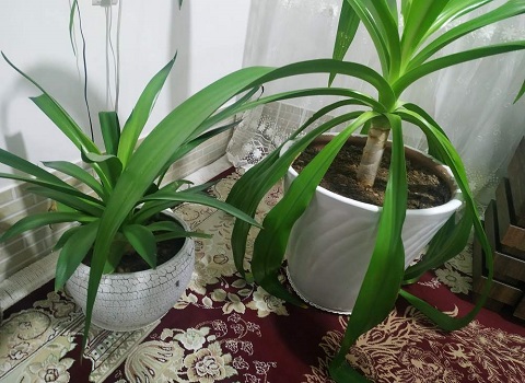 تصویر 3 از قیمت گیاه آپارتمانی ذرتی + خرید باور نکردنی