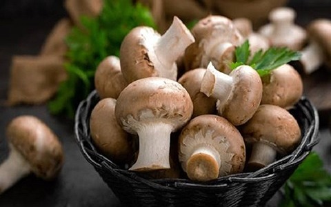 تصویر 4 از قیمت  قارچ خوراکی طبیعی + خرید باور نکردنی