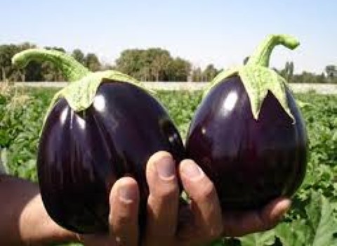 تصویر 4 از خرید و قیمت بادمجان دلمه ای شیرین + فروش عمده