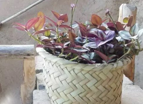 تصویر 4 از قیمت سبد حصیری مخصوص گلدان + خرید باور نکردنی