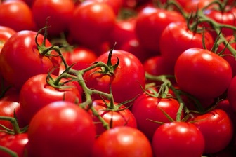 تصویر 2 از قیمت گوجه فرنگی هرمزگان + خرید باور نکردنی