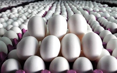 تصویر 1 از فروش تخم مرغ شانه ای + قیمت خرید به صرفه