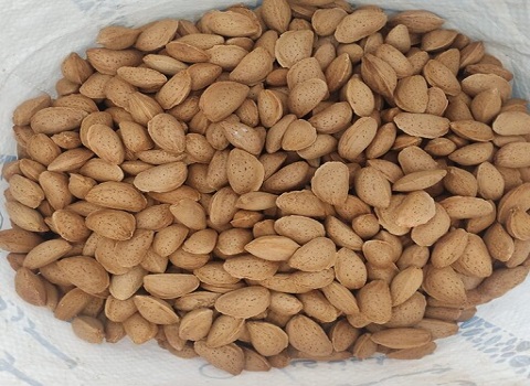 تصویر 2 از خرید مغز بادام سنگی + قیمت فروش استثنایی