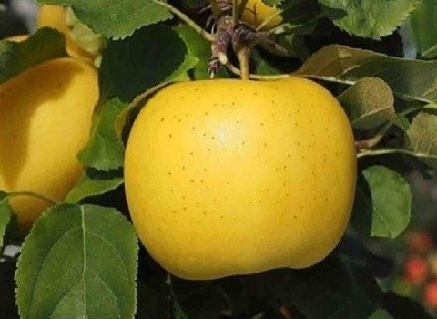 تصویر 4 از خرید سیب گلاب زرد + قیمت فروش استثنایی