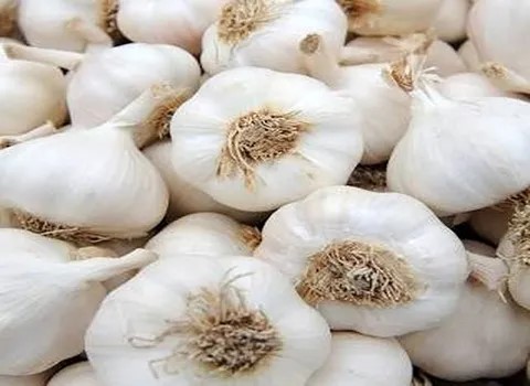 تصویر 4 از خرید و فروش سیر سفید بی بو با شرایط فوق العاده