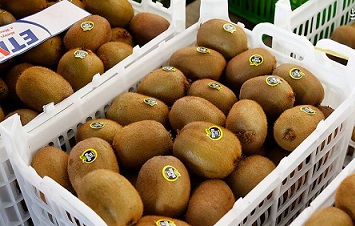 تصویر 5 از قیمت خرید کیوی هایوارد سبز صادراتی + فروش ویژه