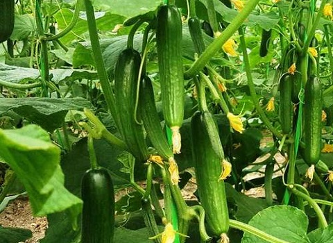 تصویر 2 از قیمت خرید خیار گلخانه ای جیرفت عمده به صرفه و ارزان