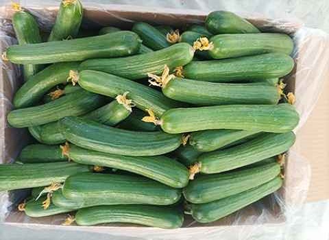 تصویر 3 از قیمت خرید خیار گلخانه ای جیرفت عمده به صرفه و ارزان