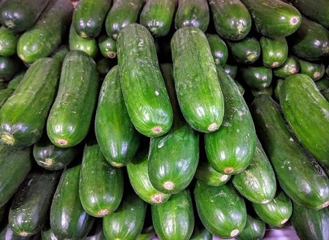 تصویر 1 از خرید و قیمت خیار سبز تازه + فروش عمده