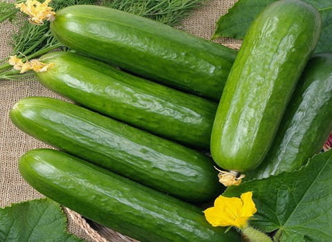 خرید و قیمت خیار سبز تازه + فروش عمده