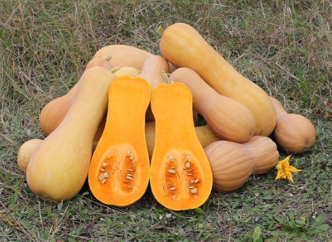 تصویر 1 از قیمت خرید کدو حلوایی کوچک + فروش ویژه