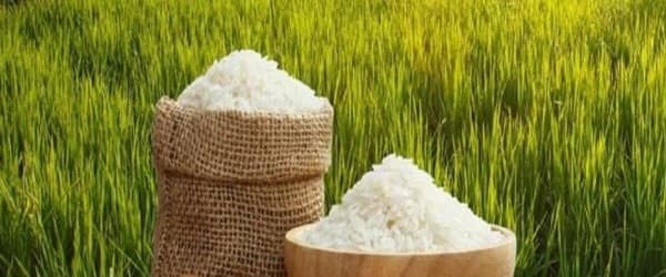 تصویر 3 از خرید برنج چمپا کامفیروز + قیمت فروش استثنایی