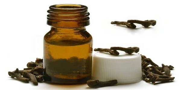 تصویر 5 از فروش اسانس گل میخک دارویی + قیمت خرید به صرفه