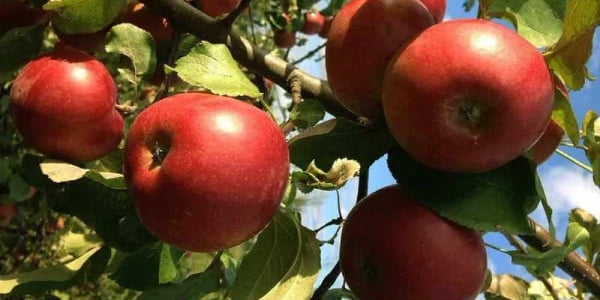 تصویر 3 از قیمت سیب قرمز سفت با کیفیت ارزان + خرید عمده