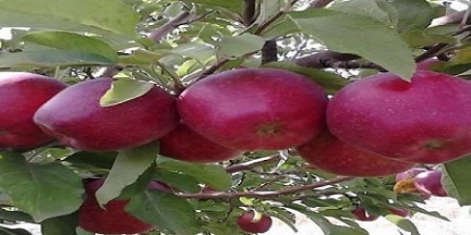 تصویر 3 از خرید و قیمت سیب قرمز مرغوب + فروش صادراتی
