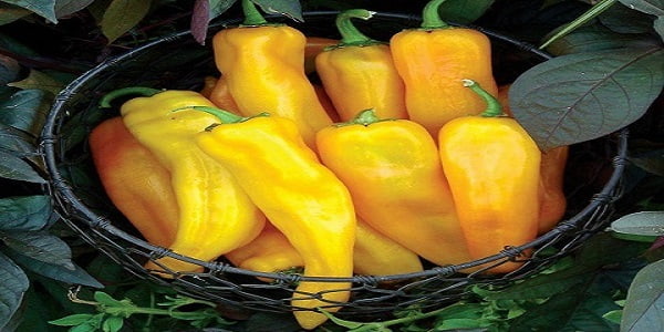 تصویر 2 از قیمت خرید فلفل دلمه ای کاپی + فروش ویژه