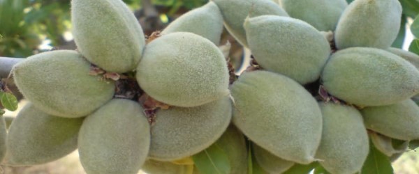 تصویر 3 از خرید و فروش بادام درختی سبز با شرایط فوق العاده