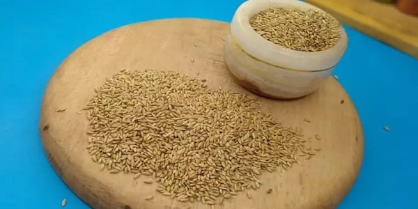 تصویر 1 از خرید و فروش دانه کتان سفید با شرایط فوق العاده
