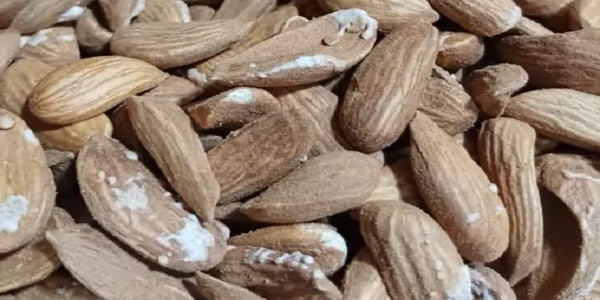 تصویر 1 از قیمت بادام ایرانی مامایی + خرید باور نکردنی