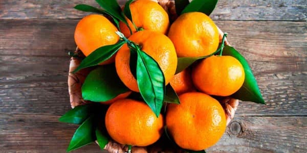 تصویر 5 از قیمت خرید نارنگی شمال ایران با فروش عمده