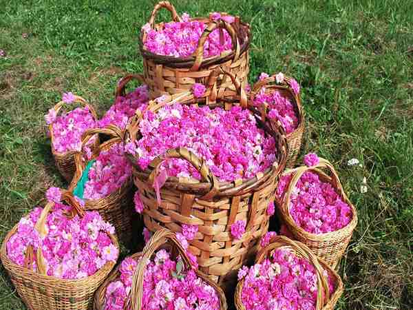 تصویر 5 از قیمت خرید گلاب خالص و عرقیات گیاهی عمده به صرفه و ارزان