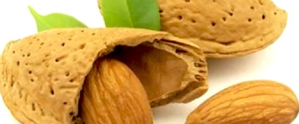 تصویر 3 از خرید و قیمت بادام سنگی شهرکرد + فروش صادراتی