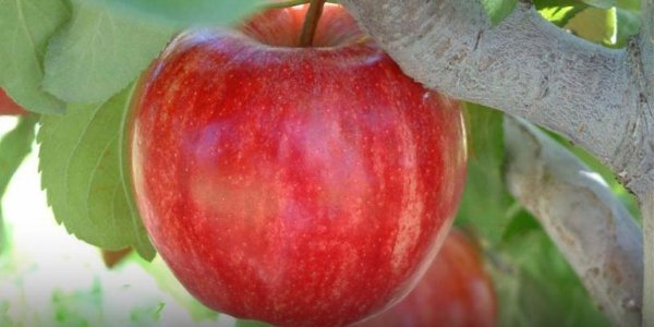 تصویر 5 از قیمت سیب قرمز سفت با کیفیت ارزان + خرید عمده
