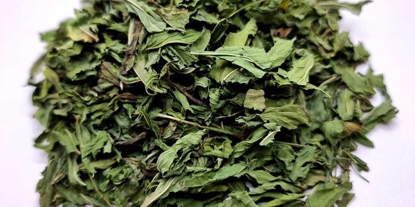 تصویر 4 از فروش برگ نعناع خشک + قیمت خرید به صرفه