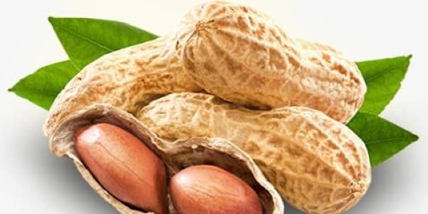 تصویر 4 از خرید و قیمت بادام زمینی آستارا + فروش صادراتی