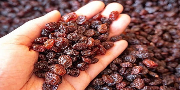 تصویر 3 از قیمت کشمش افتابی ملایر + خرید باور نکردنی