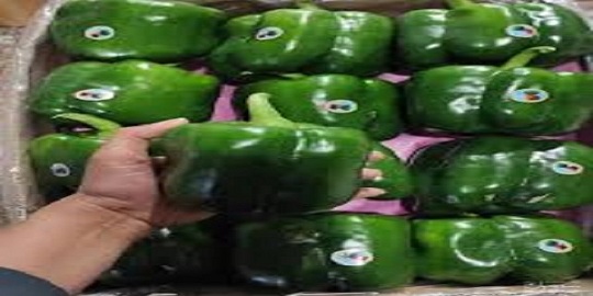 تصویر 3 از خرید و قیمت فلفل دلمه سبز + فروش عمده