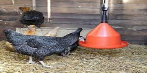 تصویر 1 از قیمت خرید آبخوری اتوماتیک مرغ عمده به صرفه و ارزان