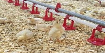 تصویر 5 از قیمت خرید آبخوری اتوماتیک مرغ عمده به صرفه و ارزان