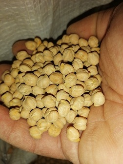تصویر 2 از خرید نخود دو خان کرمانشاه + قیمت فروش استثنایی