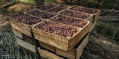 تصویر 3 از خرما کبکاب رمانتا گوشتی و پرمغز مناسب مصرف روزانه و پذیرایی
