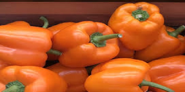 تصویر 1 از قیمت خرید فلفل دلمه ای نارنجی با فروش عمده
