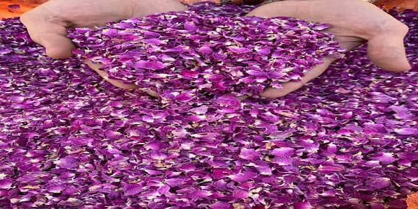 تصویر 5 از فروش برگ گل محمدی خشک + قیمت خرید به صرفه