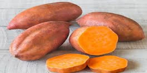 تصویر 2 از خرید سیب زمینی شیرین + فروش صادراتی